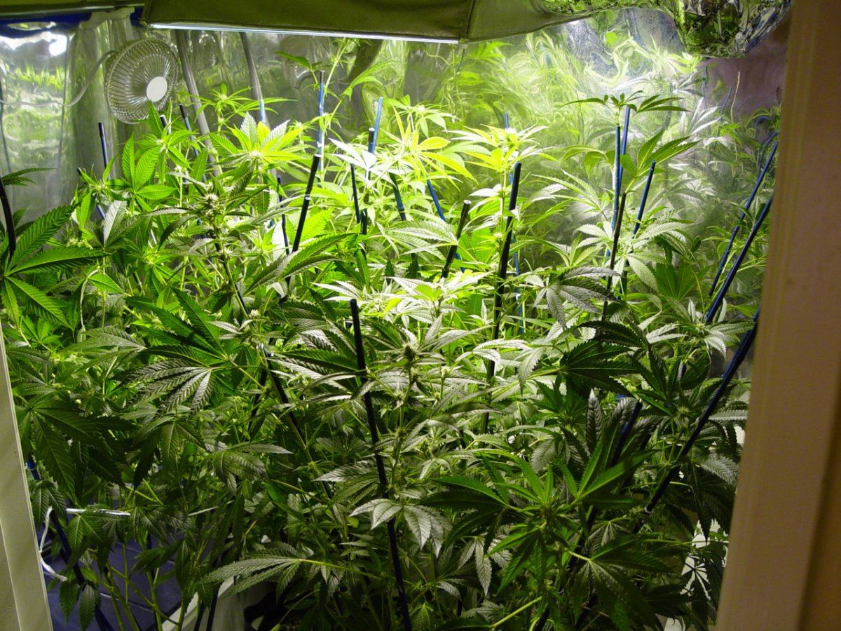 Roots Organic Flip 6