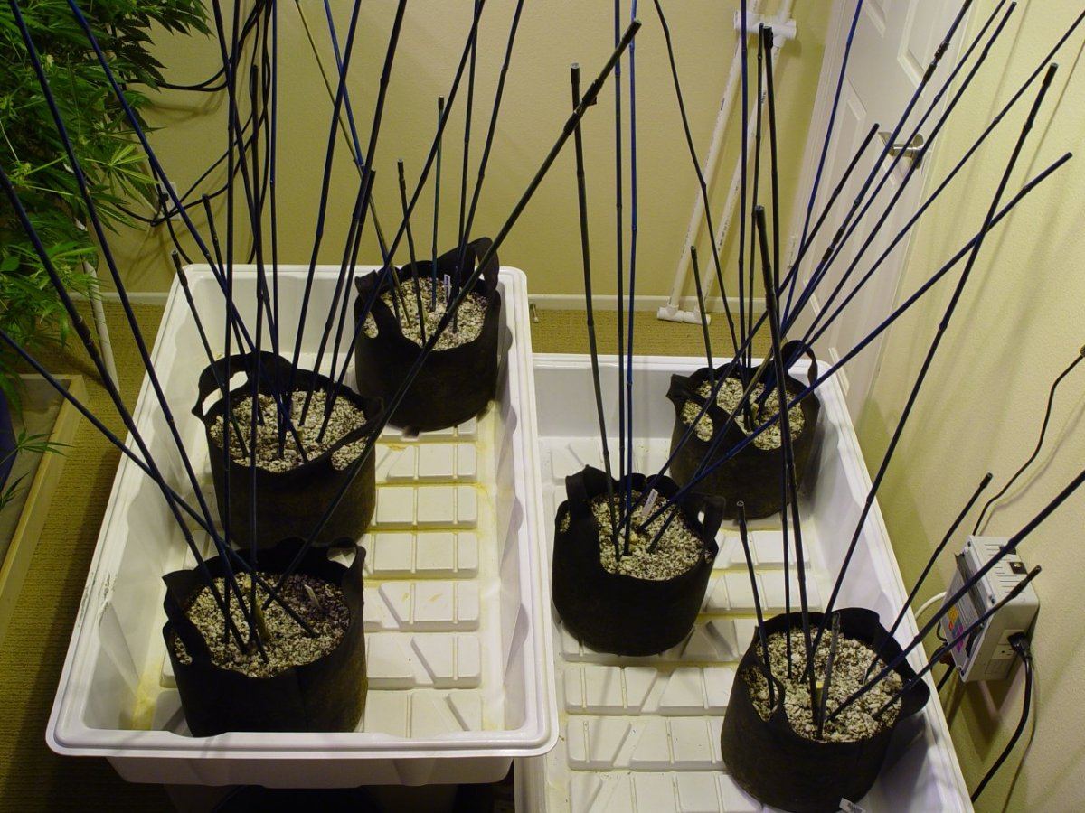 Roots Organic Harvest