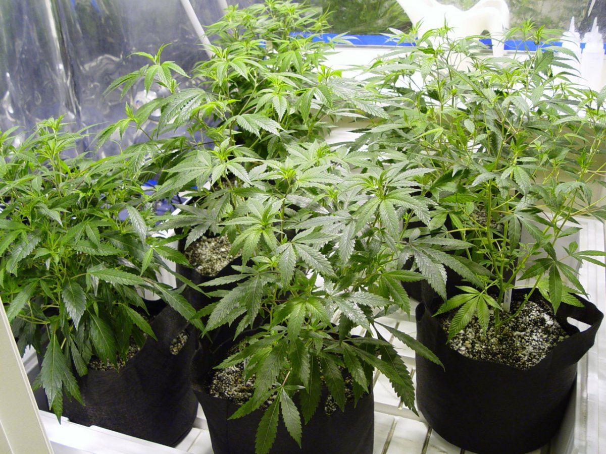 Roots Organic R14 1
