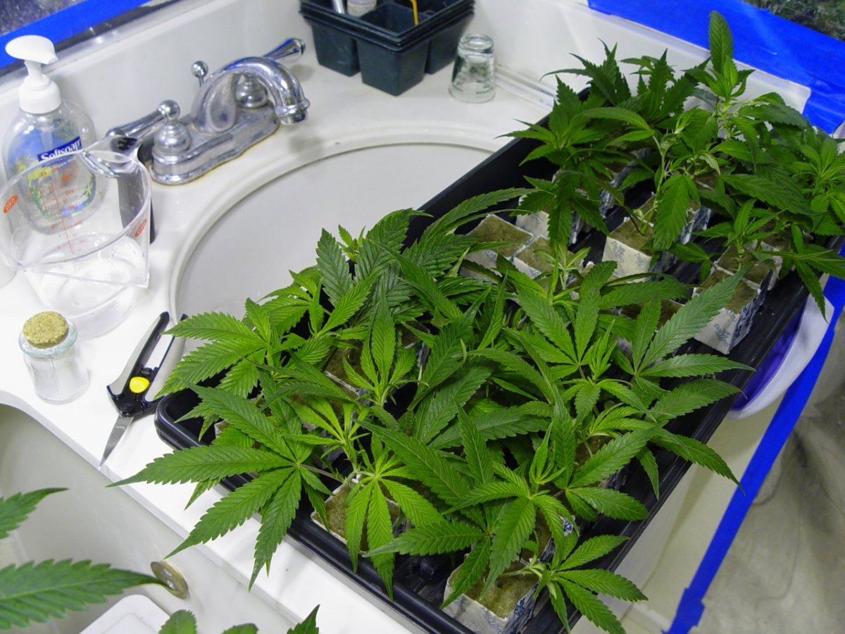 Roots Organic R14 3