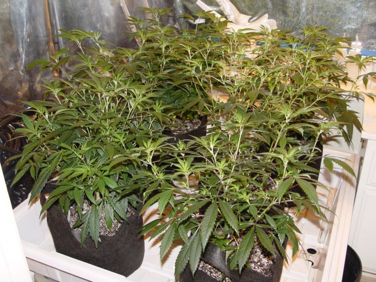 Roots Organic R14 5