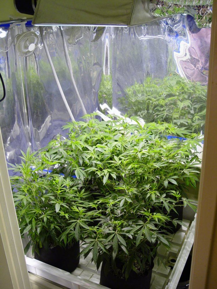 Roots Organic R14 8