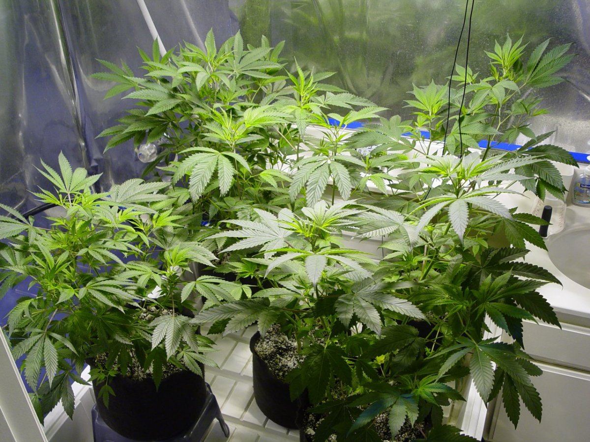 Roots Organic R17 Bloom 2