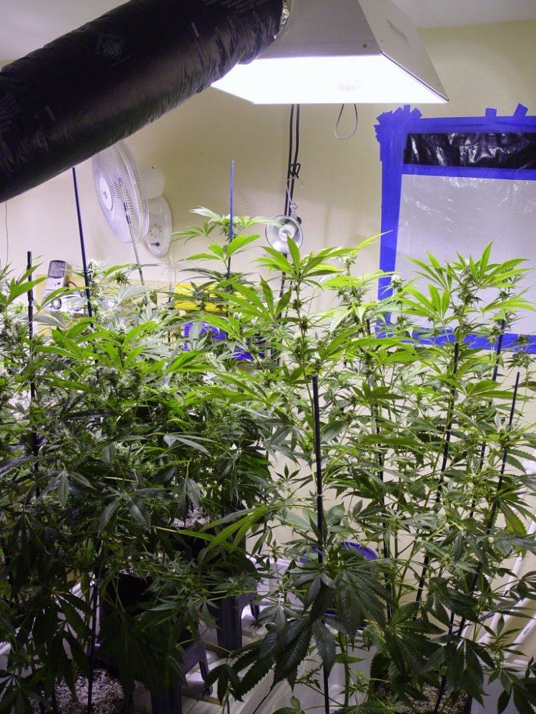 Roots Organic R17 Bloom 2