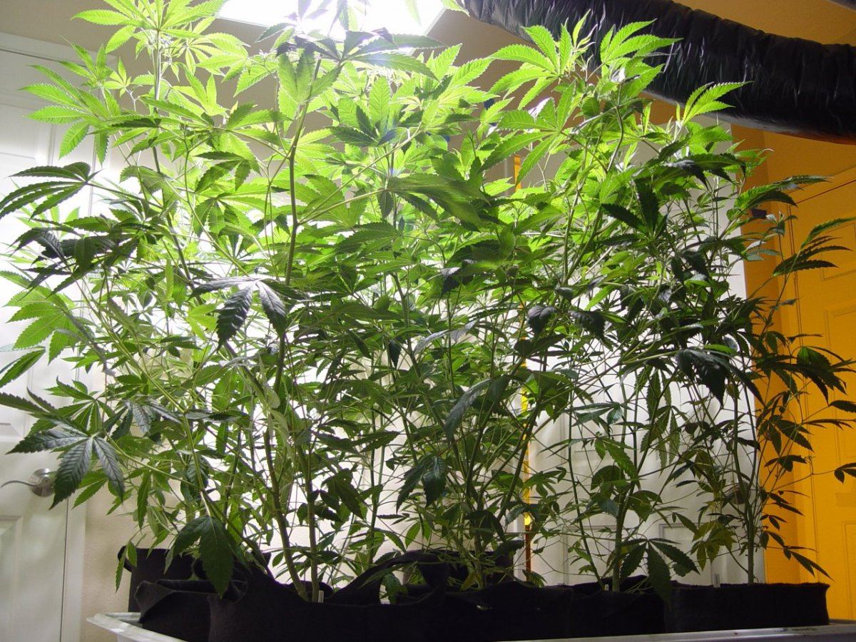 Roots Organic R17 Bloom 3