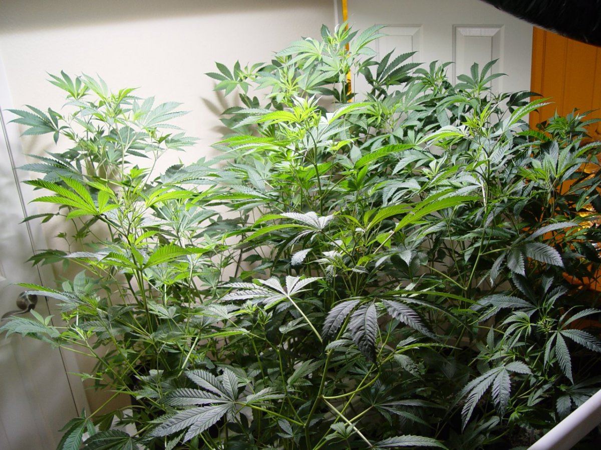 Roots Organic R17 Bloom 4