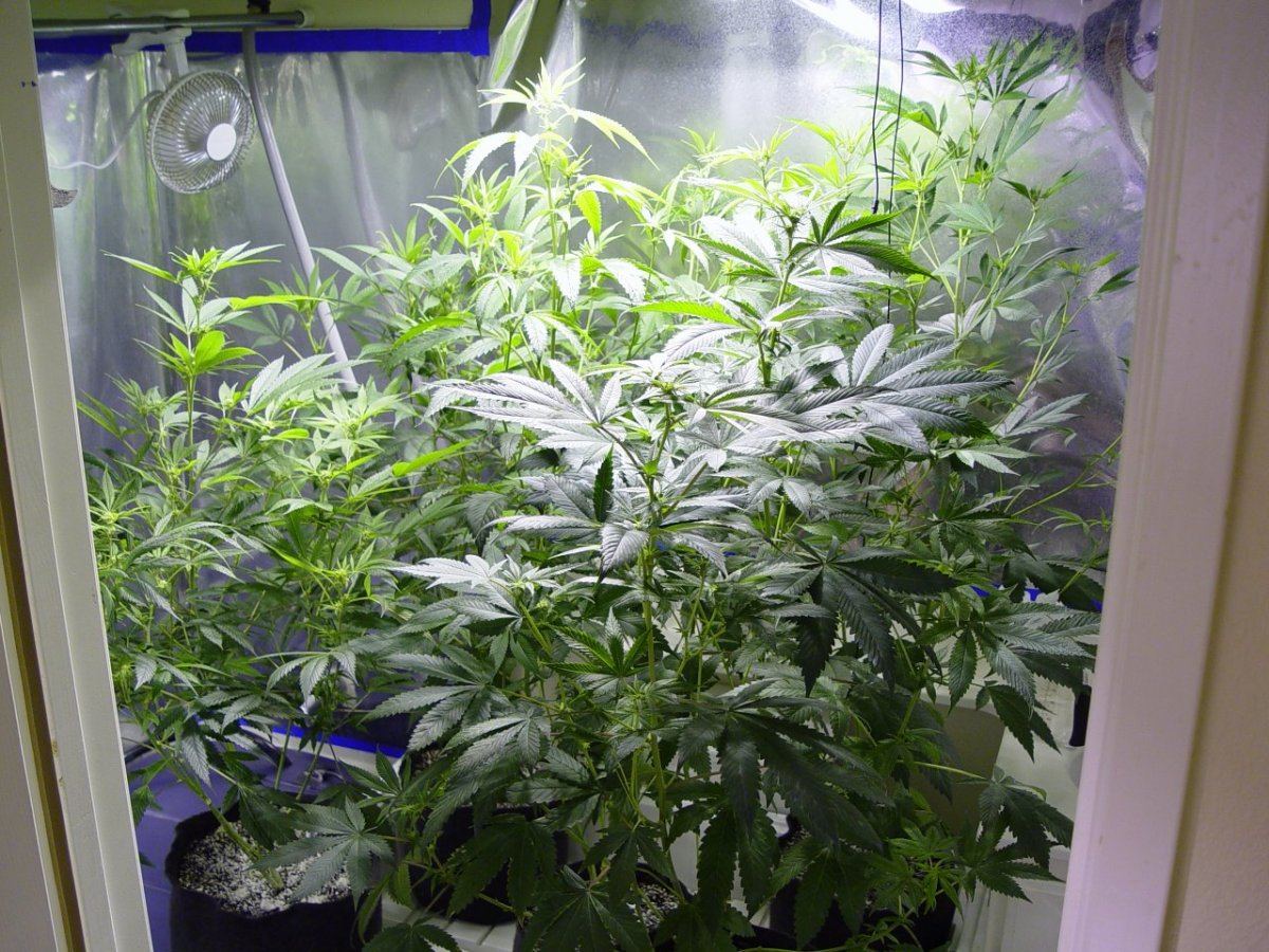 Roots Organic R17 Bloom 5