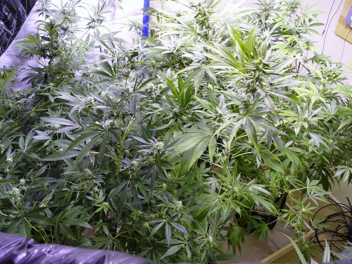 Roots Organic R17 Bloom 5