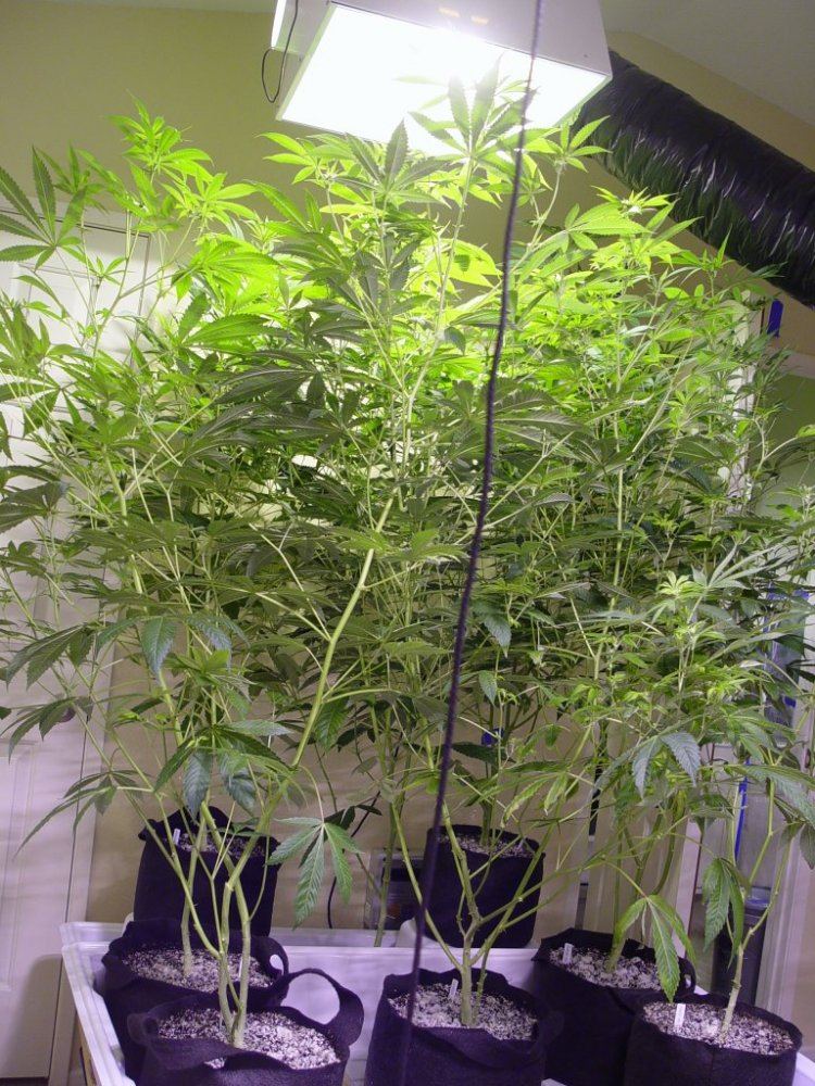 Roots Organic R17 Bloom 7