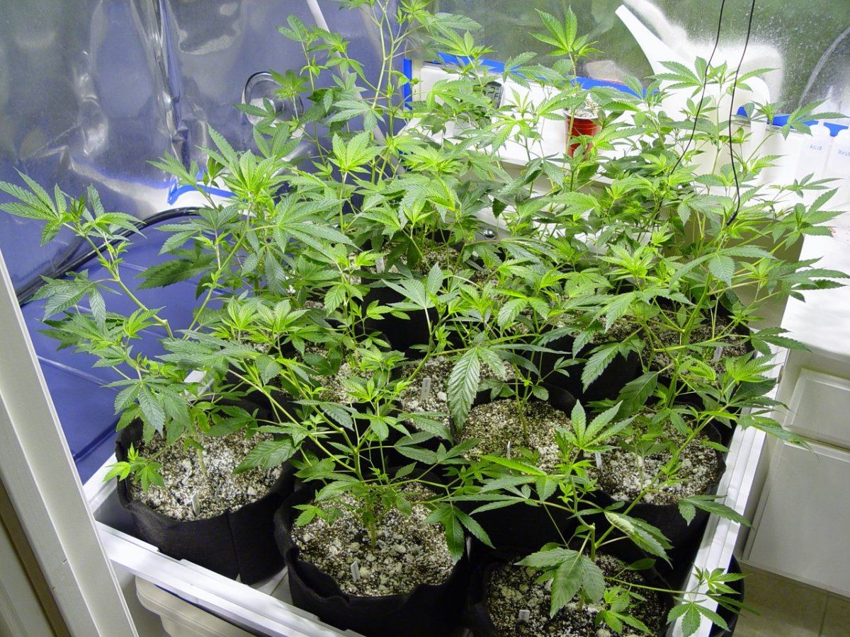 Roots Organic R17 Veg 4