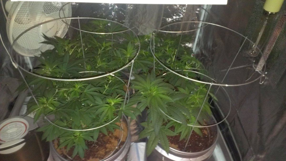 Roots organics and adding gravity during flowering