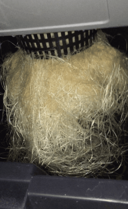 Roots