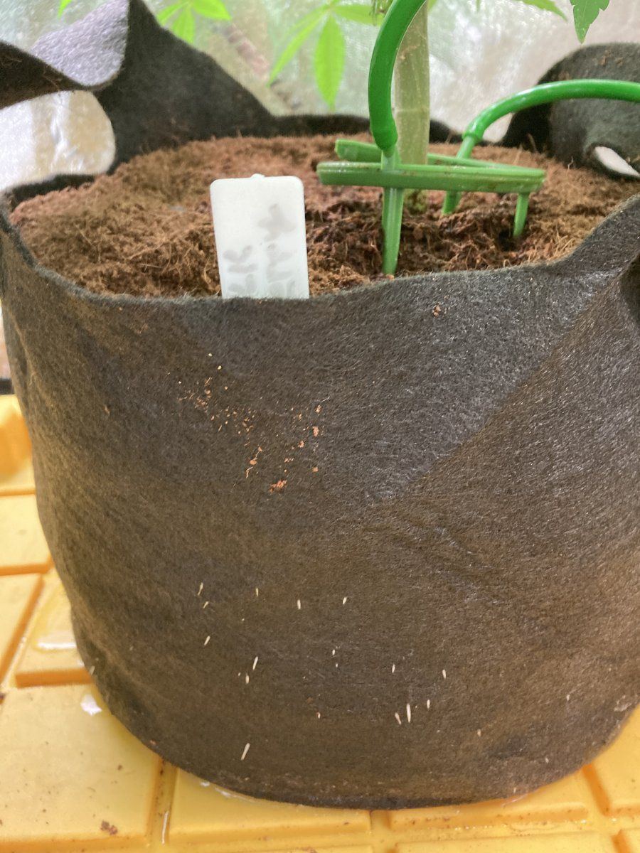 Roots poking out of pots
