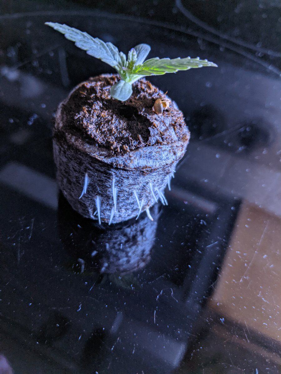 Roots really showing on this seedling