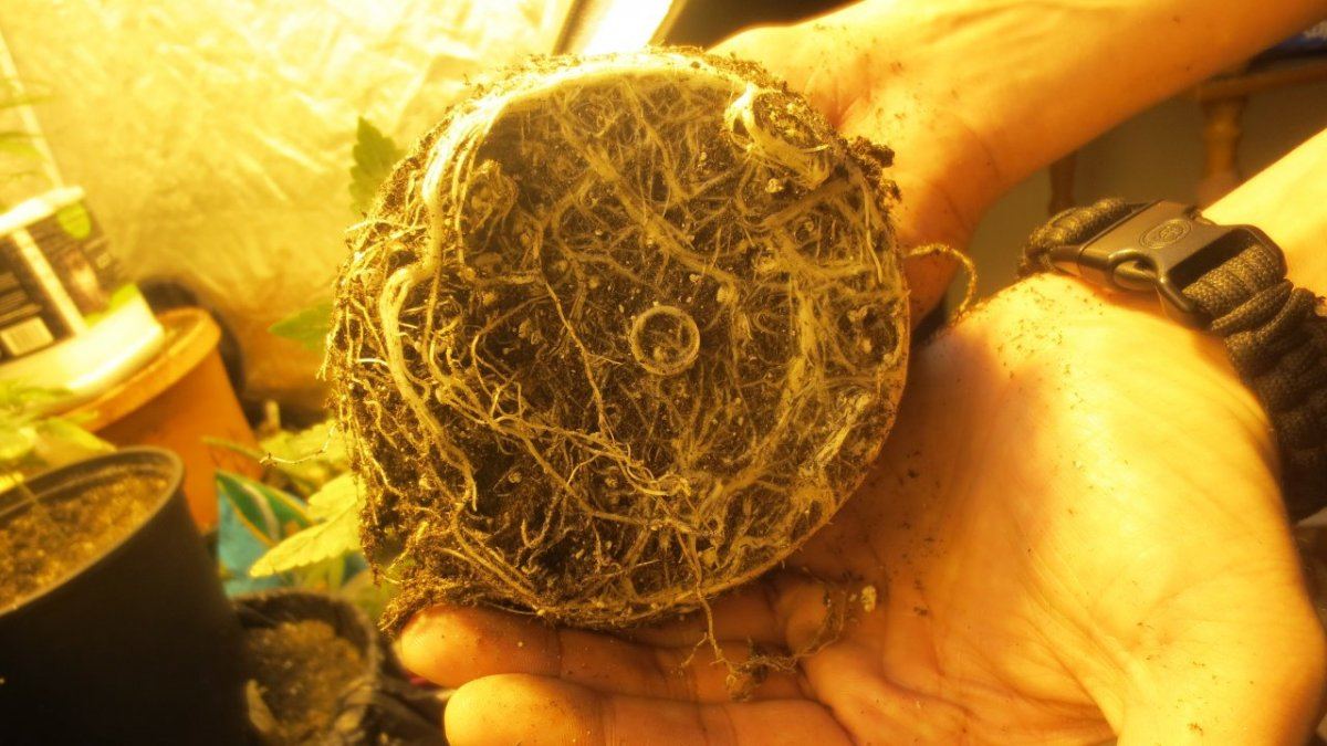 Roots rock 001