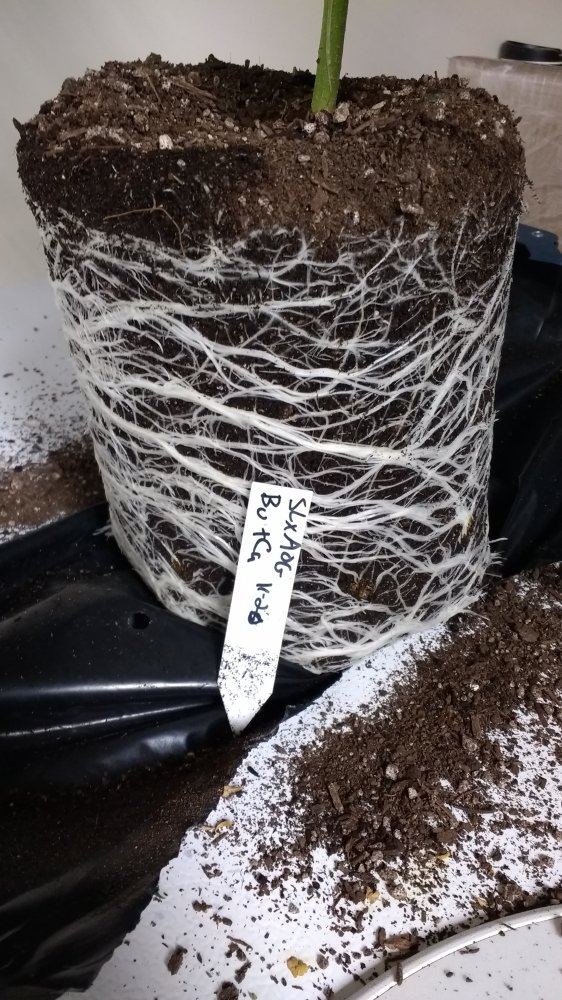 Roots with Calcium