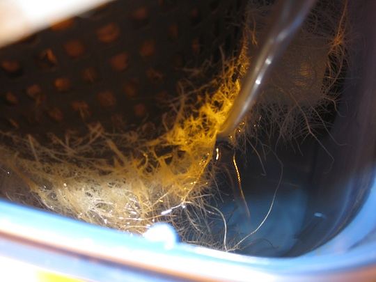 Roots1