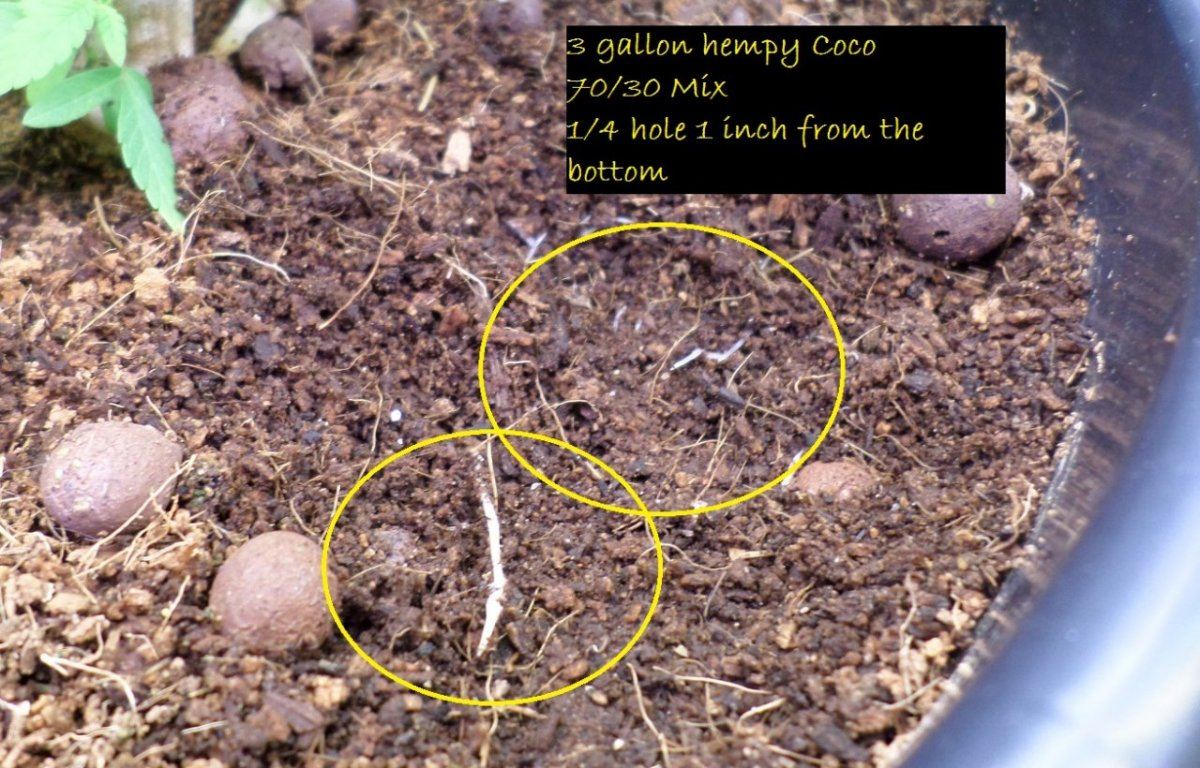Roots1