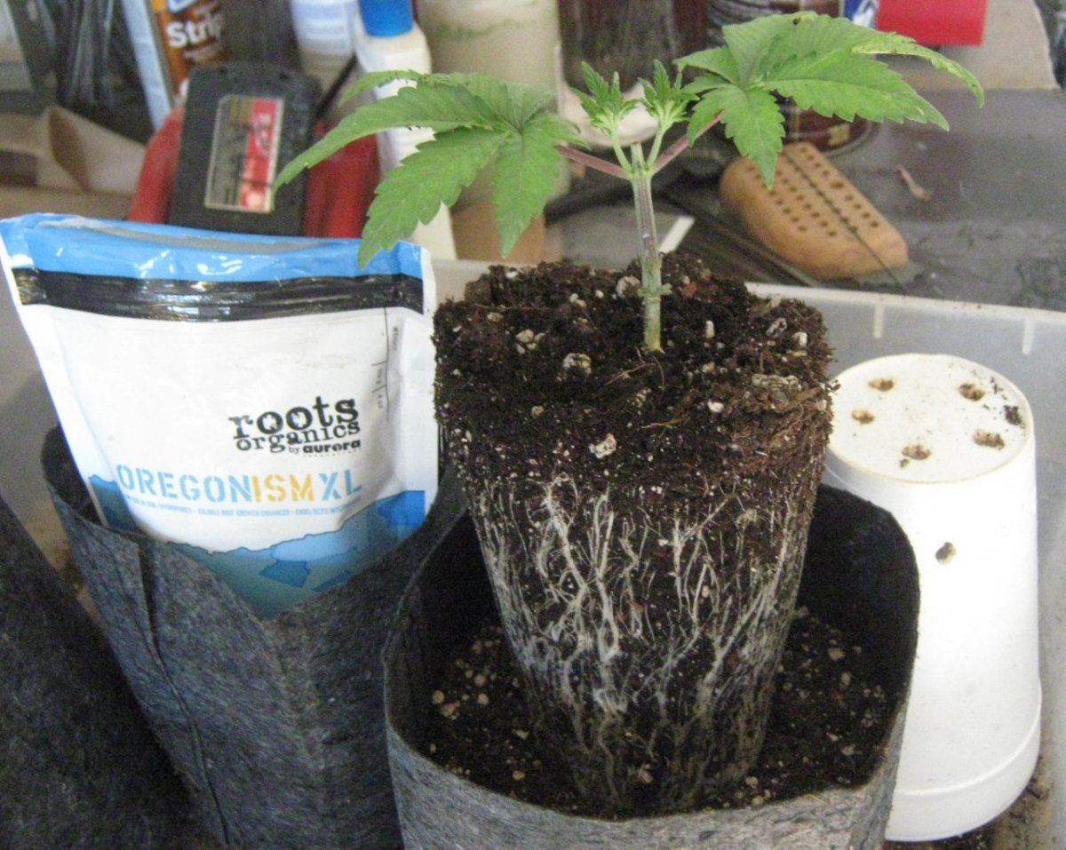 Roots1222