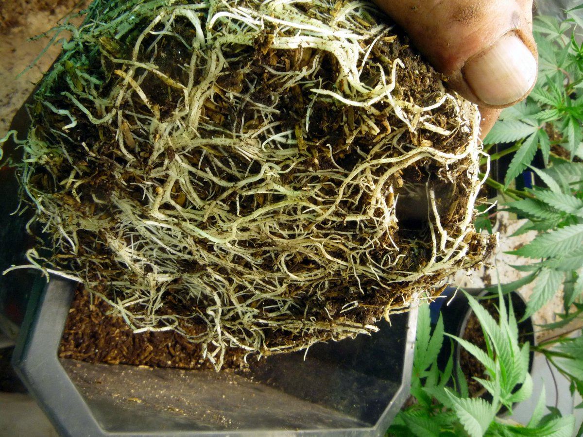 Roots3