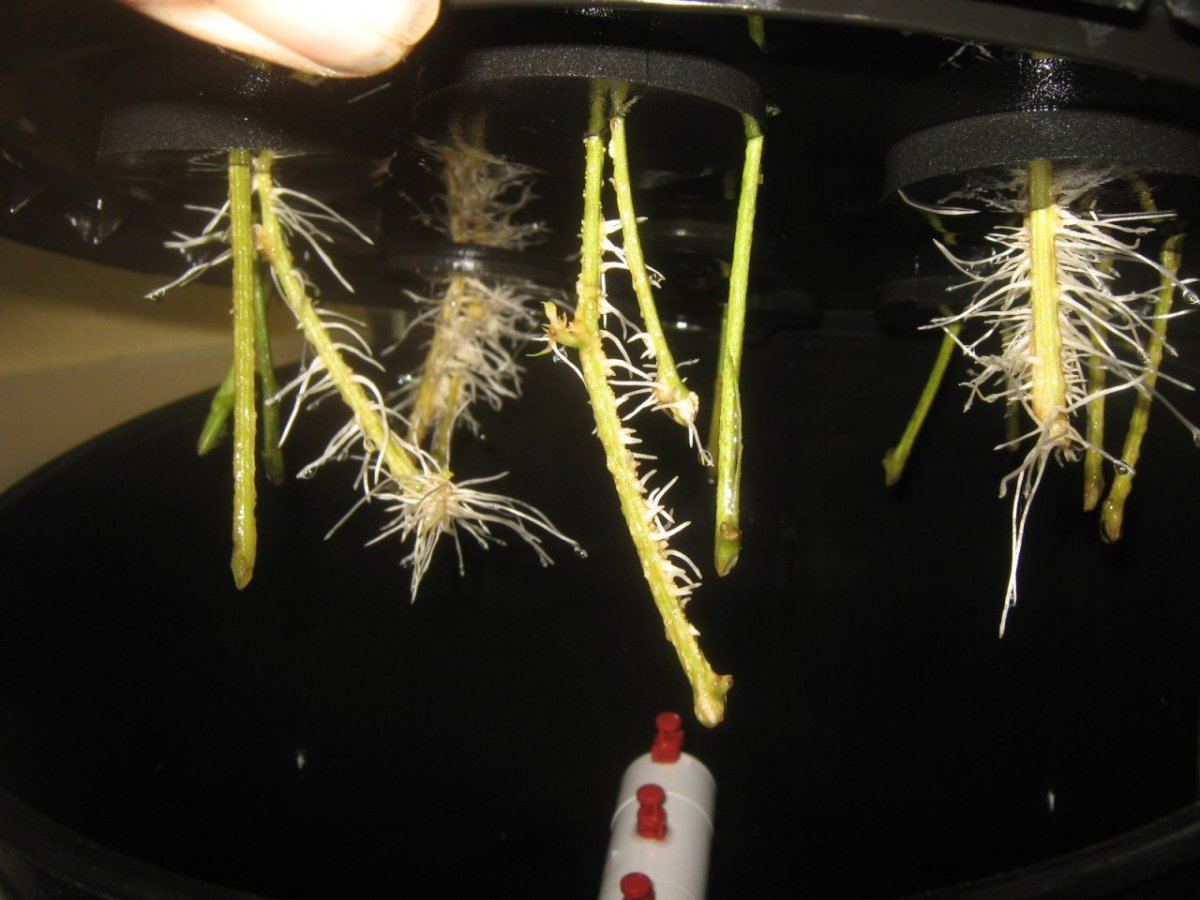 Roots730