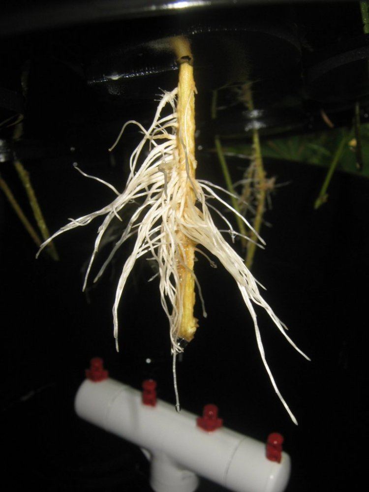 Roots731