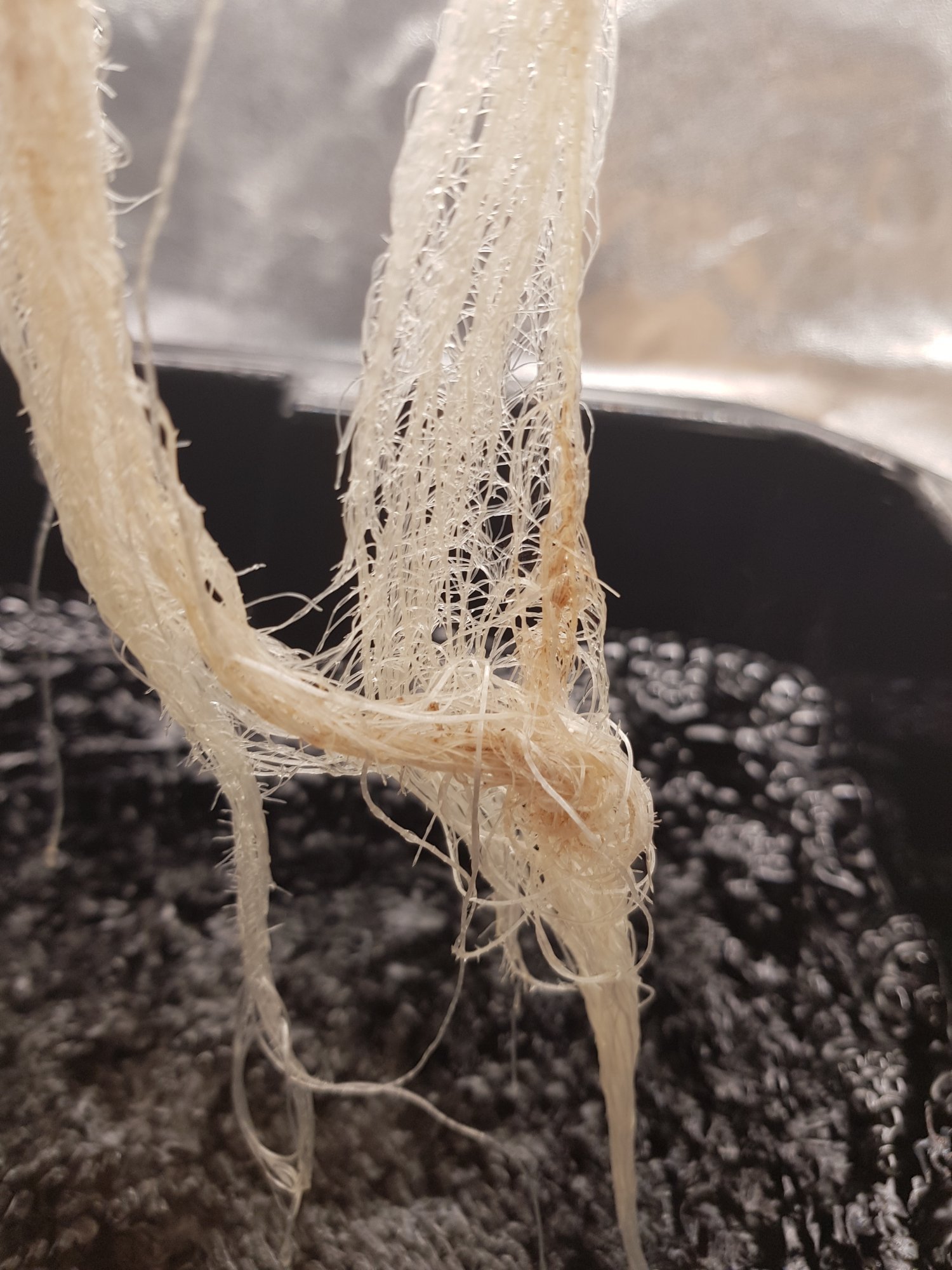 Roots 3