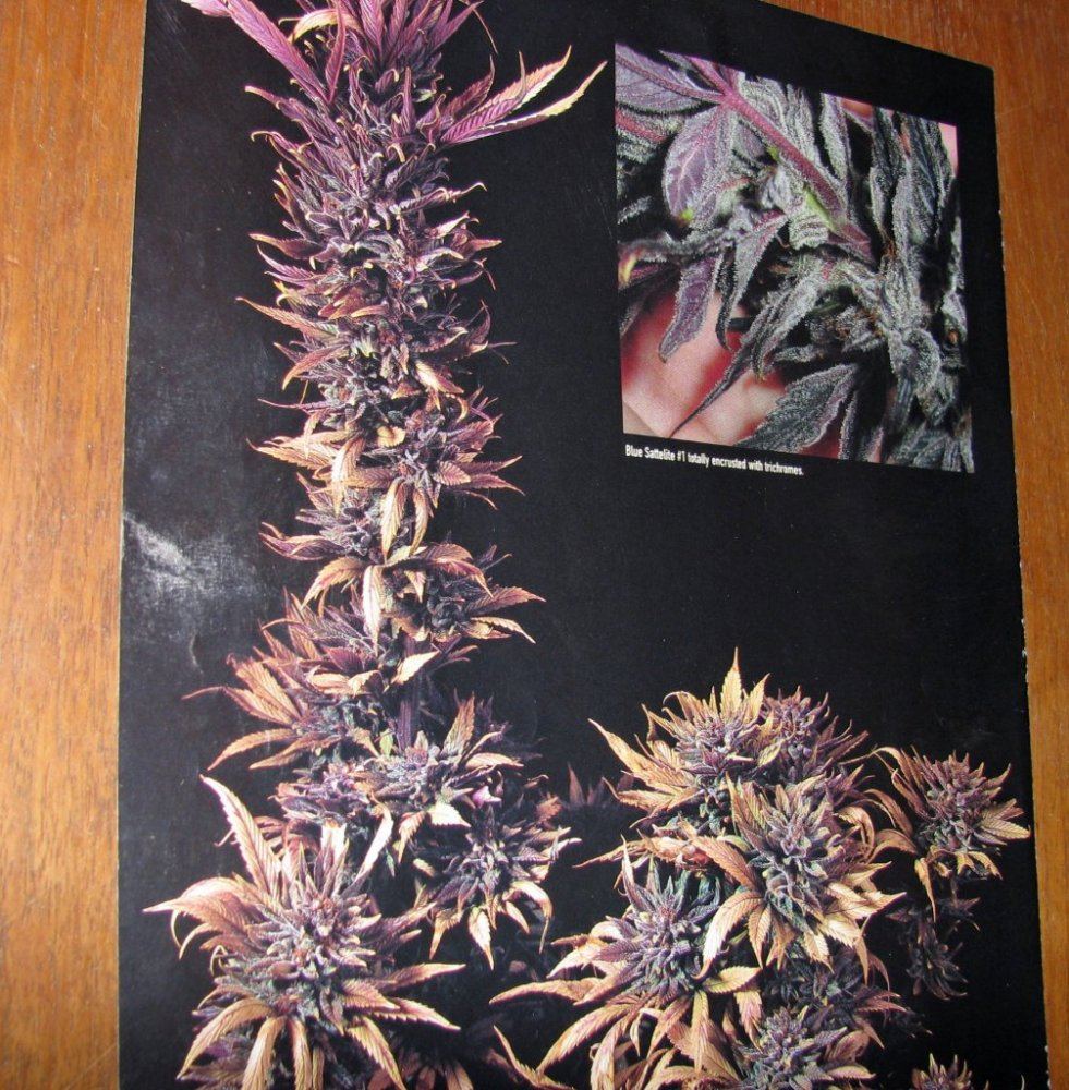 Rosebud