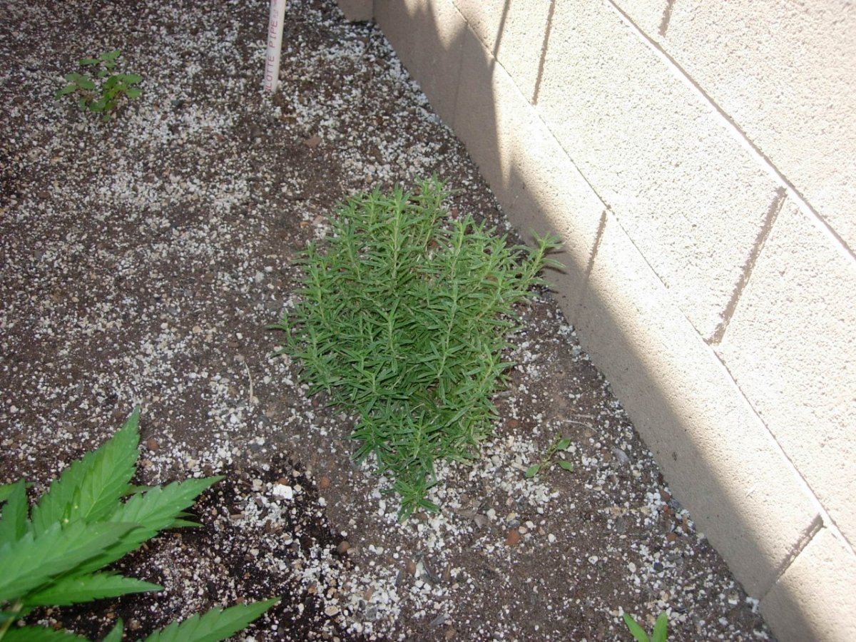 Rosemary