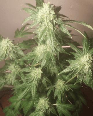 Rottenmayohazecheflastcut53dayshithypercherrypie122117