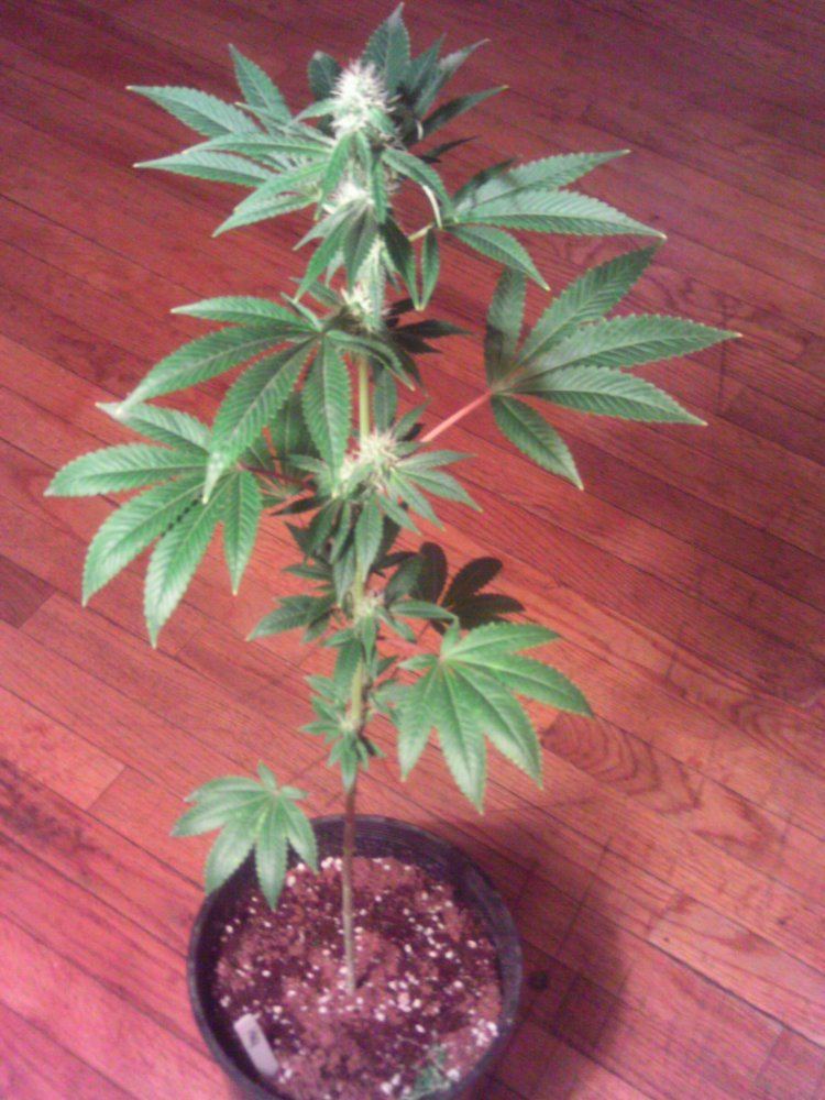 RottenMayonnaiseHazexQuerkle4weeks