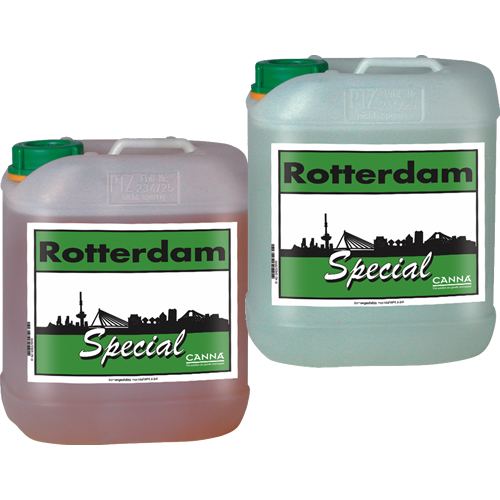 Rotterdam canna