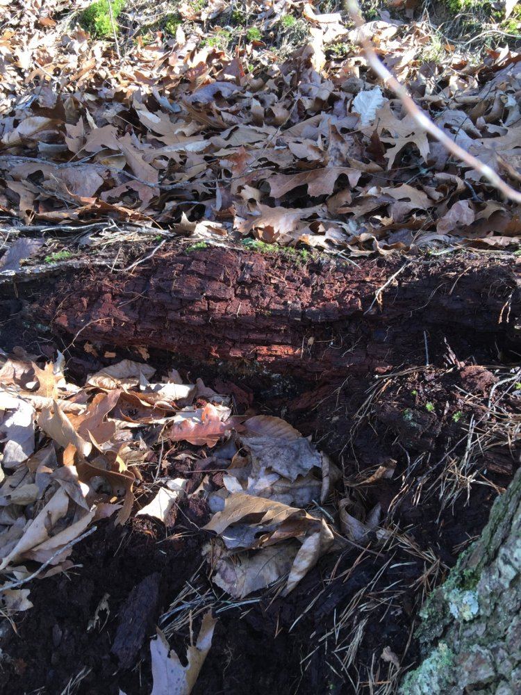 Rotting log with black humas top soil