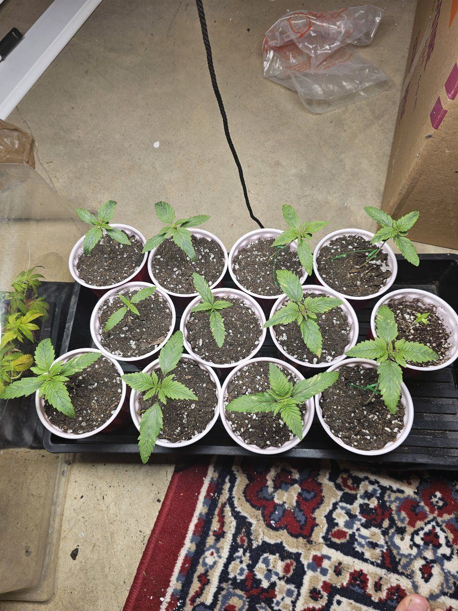 Rough start 2 weeks seedlings deficiencies