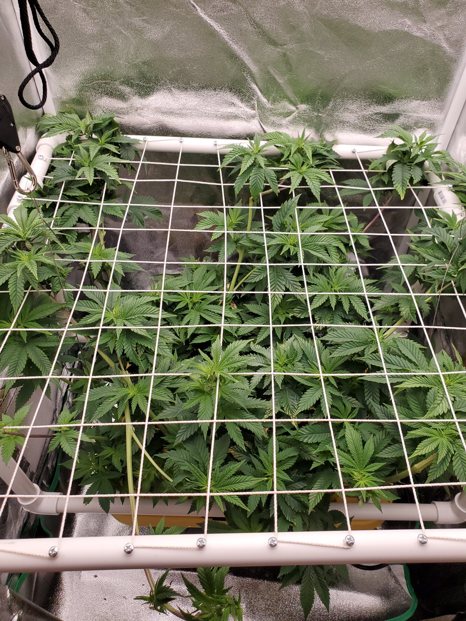 Round 2 clones for funzies going to strip the helloutta this grow 3
