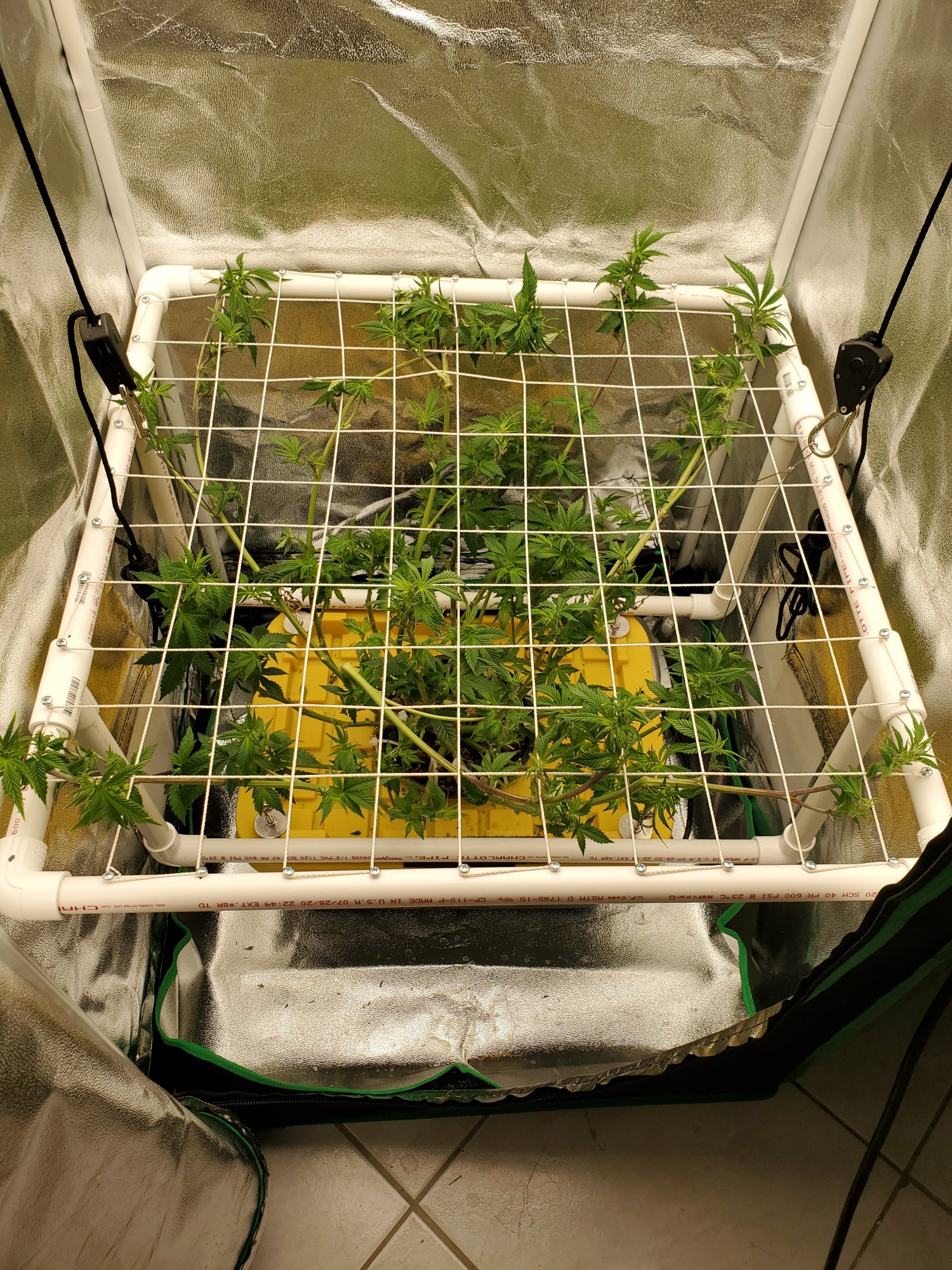 Round 2 clones for funzies going to strip the helloutta this grow 4