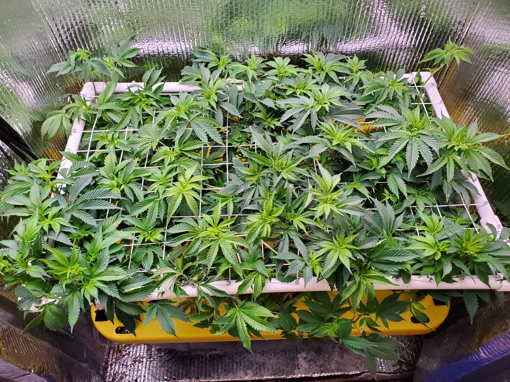 Round 2 clones for funzies going to strip the helloutta this grow