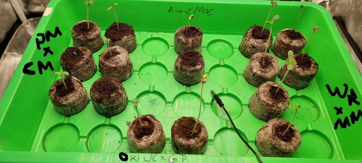Round 2   this time with trustfall genetics 4