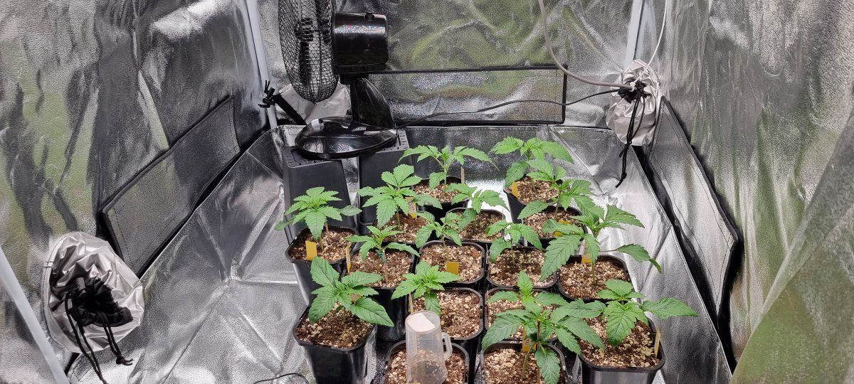Round 2   this time with trustfall genetics 5