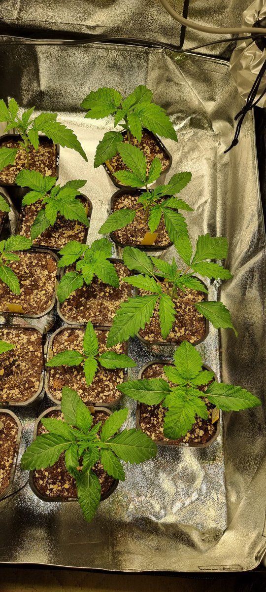 Round 2   this time with trustfall genetics 6