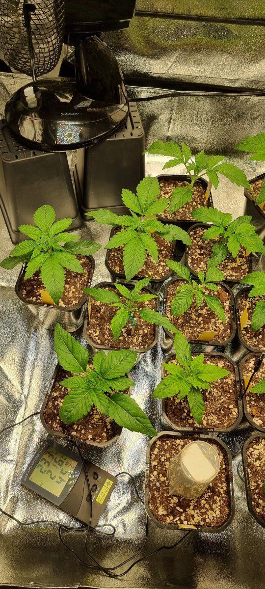 Round 2   this time with trustfall genetics 7
