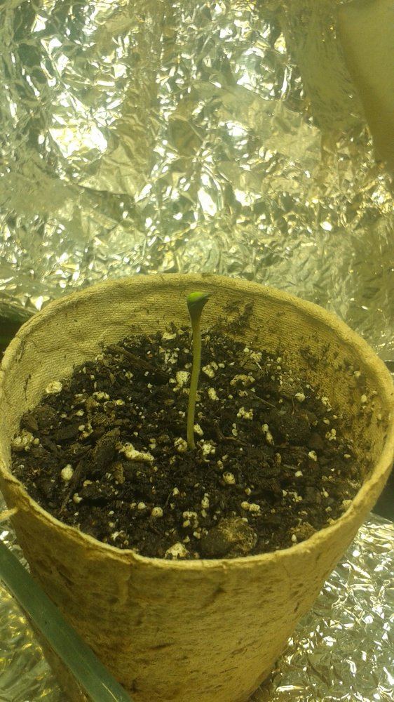 Round two clone and seeds 2