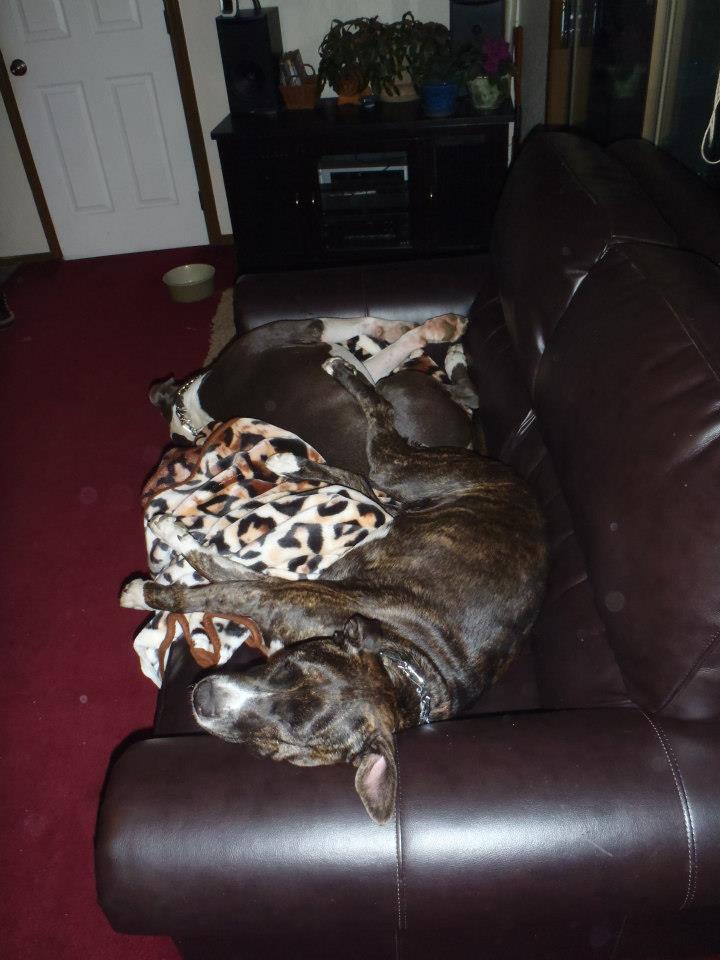 Roxy n hurley on the couch