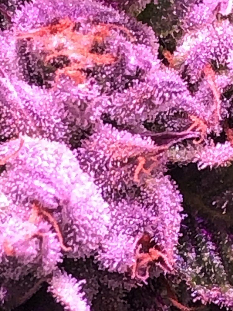 Royal cookies week 5 3