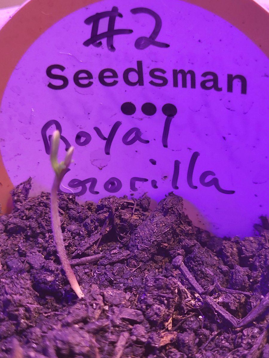 Royal gorilla from seedsman first try