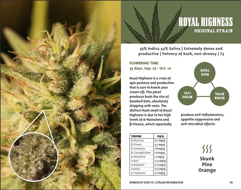 Royal Highness INFO