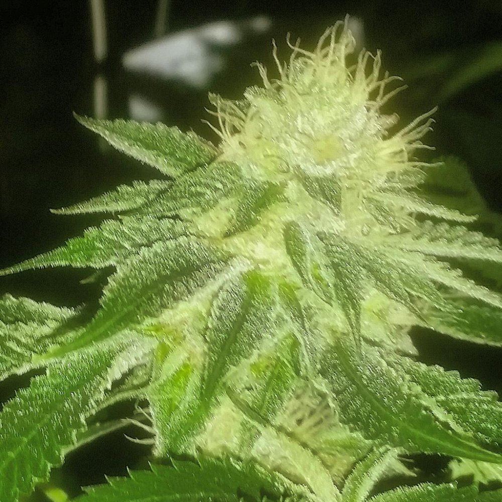 Rps20141025 225120 407