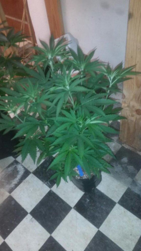 Rps20150106 210413 938