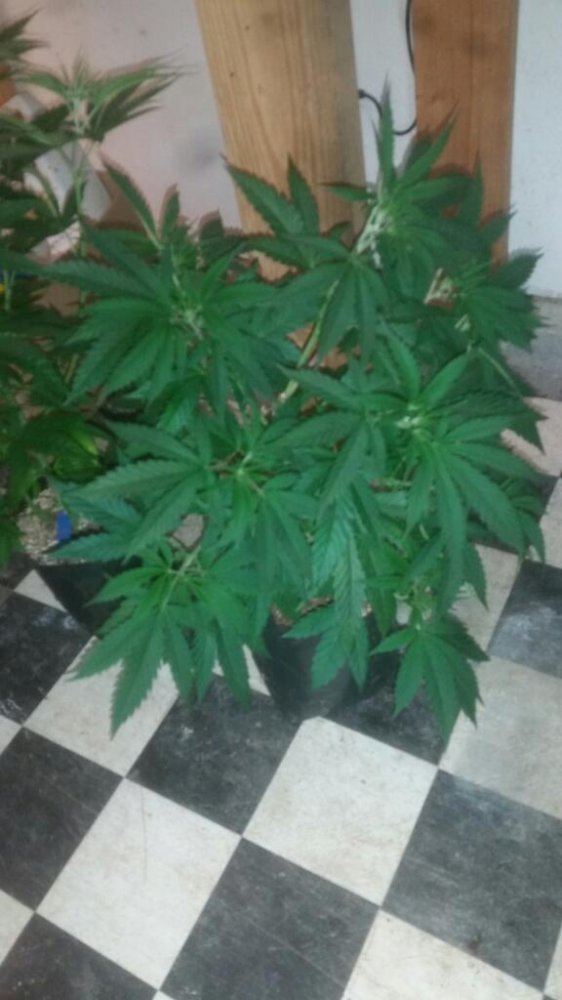 Rps20150106 210449 827