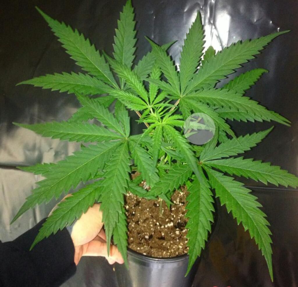 Rps20150119 032713 990